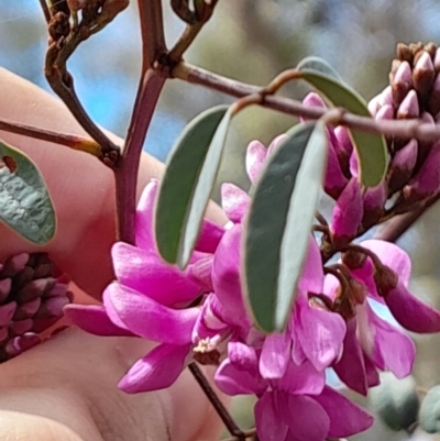 Indigofera australis subsp. australis (Australian Indigo) at Aranda, ACT - 9 Sep 2023 by Venture