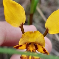 Diuris nigromontana (Black Mountain Leopard Orchid) at Black Mountain - 3 Oct 2023 by Venture