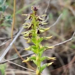 Corunastylis clivicola (Rufous midge orchid) at Aranda, ACT - 10 Feb 2024 by Venture