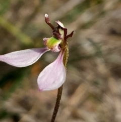 Eriochilus cucullatus (Parson's Bands) at Whitlam, ACT - 18 Feb 2024 by Venture