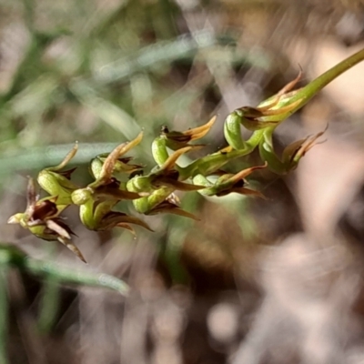 Corunastylis clivicola (Rufous midge orchid) at Acton, ACT - 3 Mar 2024 by Venture