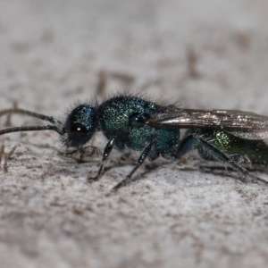 Mutillidae (family) at Lawson North Grasslands - 15 Apr 2024