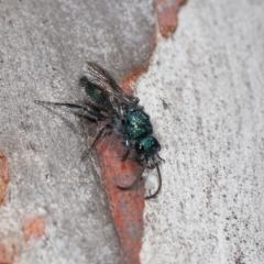 Mutillidae (family) at Lawson North Grasslands - 15 Apr 2024