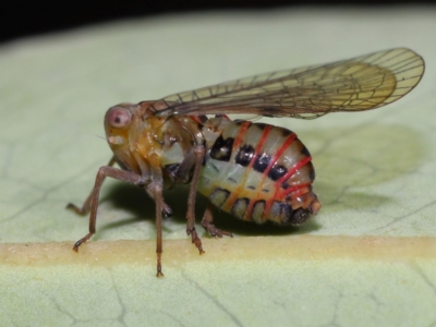 Gaetuliini tribe (A Tropiduchidae leafhopper) at ANBG - 17 Apr 2024 by TimL