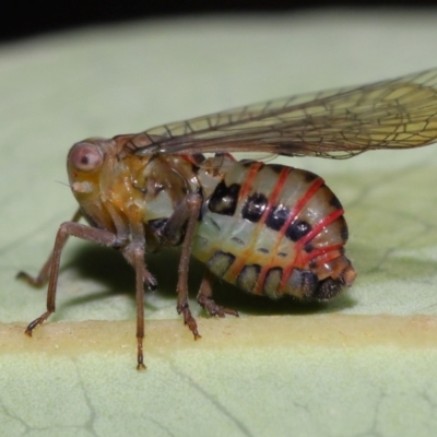 Psyllidae sp. (family) at Acton, ACT - 17 Apr 2024 by TimL