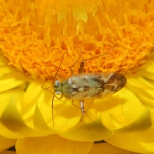 Miridae (family) at ANBG - 17 Apr 2024