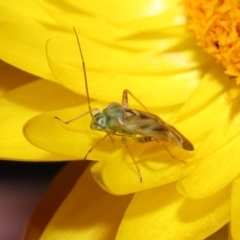 Miridae (family) at ANBG - 17 Apr 2024