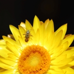 Miridae (family) at ANBG - 17 Apr 2024