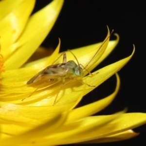 Miridae (family) at ANBG - 17 Apr 2024