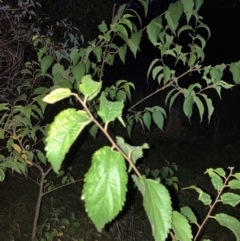 Celtis australis (Nettle Tree) at Mount Majura - 16 Apr 2024 by waltraud