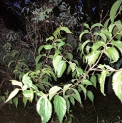 Celtis australis at Mount Majura - 16 Apr 2024