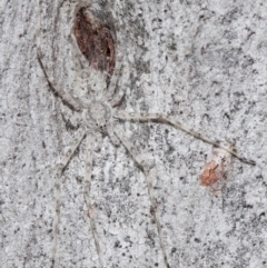 Tamopsis sp. (genus) at Lawson, ACT - 15 Apr 2024 by TimL