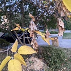 Acer negundo (Box Elder) at Hackett, ACT by waltraud