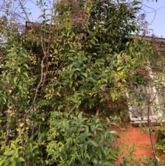 Ligustrum lucidum (Large-leaved Privet) at Hackett, ACT - 16 Apr 2024 by waltraud