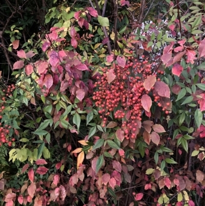 Nandina domestica (Sacred Bamboo) at Hackett, ACT - 16 Apr 2024 by waltraud