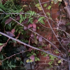 Prunus cerasifera at Hackett, ACT - 16 Apr 2024 by waltraud