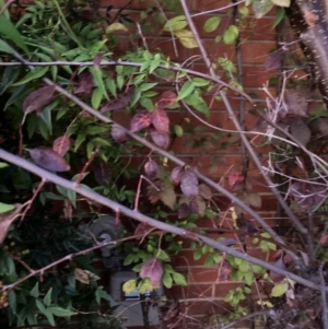 Prunus cerasifera at Hackett, ACT by waltraud