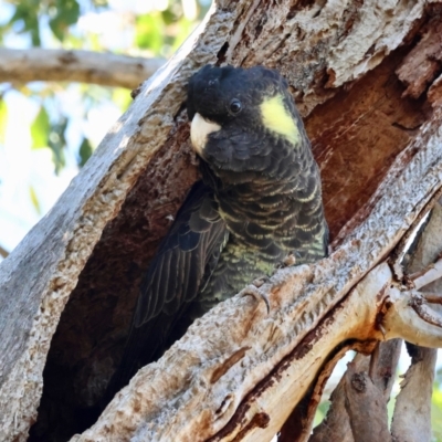 Zanda funerea (Yellow-tailed Black-Cockatoo) at GG139 - 16 Apr 2024 by LisaH