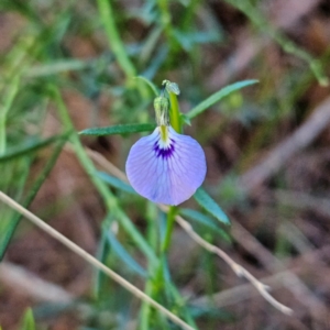 Hybanthus monopetalus at Blue Mountains National Park - 18 Apr 2024 07:28 AM