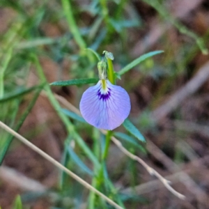 Pigea monopetala (Slender Violet) at Blue Mountains National Park by MatthewFrawley