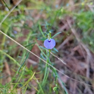 Hybanthus monopetalus at Blue Mountains National Park - 18 Apr 2024 07:28 AM