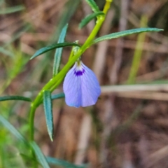 Hybanthus monopetalus at Blue Mountains National Park - 18 Apr 2024 07:28 AM