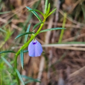 Hybanthus monopetalus at Blue Mountains National Park - 18 Apr 2024 07:28 AM