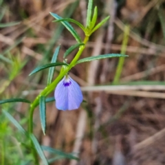 Pigea monopetala at Blue Mountains National Park - 18 Apr 2024