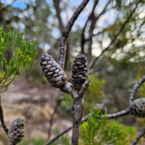 Petrophile pulchella at Blue Mountains National Park - 18 Apr 2024