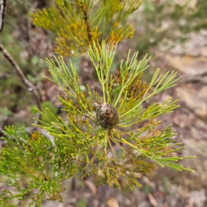 Petrophile pulchella at Blue Mountains National Park - suppressed