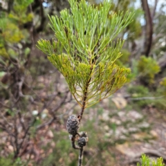 Petrophile pulchella at Blue Mountains National Park - suppressed