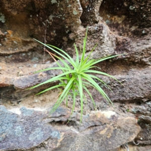 Dracophyllum secundum at Blue Mountains National Park by MatthewFrawley