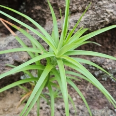 Dracophyllum secundum at Blue Mountains National Park - 18 Apr 2024 07:02 AM