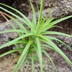 Dracophyllum secundum at Blue Mountains National Park - 18 Apr 2024