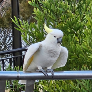 Cacatua galerita (Sulphur-crested Cockatoo) at Katoomba, NSW by MatthewFrawley