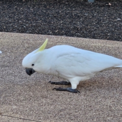 Cacatua galerita at Katoomba, NSW - 18 Apr 2024 06:55 AM