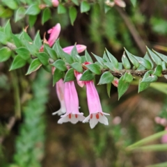 Epacris reclinata (Fuchsia Heath) at Katoomba, NSW - 16 Apr 2024 by MatthewFrawley