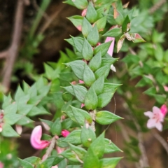 Epacris reclinata at Blue Mountains National Park - 17 Apr 2024 07:53 AM