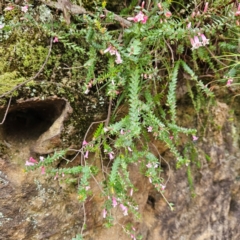 Epacris reclinata at Blue Mountains National Park - 17 Apr 2024