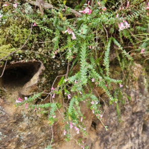 Epacris reclinata at Blue Mountains National Park - 17 Apr 2024 07:53 AM