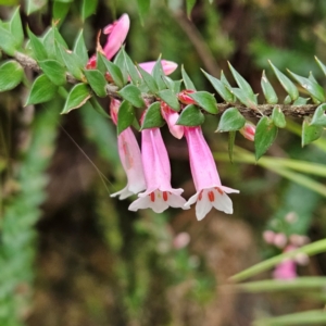 Epacris reclinata at Blue Mountains National Park - 17 Apr 2024 07:53 AM