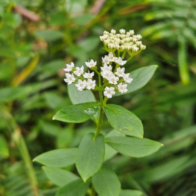 Unidentified Other Wildflower or Herb at Katoomba, NSW - 16 Apr 2024 by MatthewFrawley