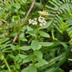 Platysace lanceolata at Blue Mountains National Park - 17 Apr 2024 07:58 AM