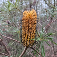 Banksia spinulosa var. cunninghamii (Hairpin Banksia) at Blue Mountains National Park, NSW - 16 Apr 2024 by MatthewFrawley