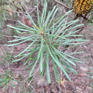Banksia spinulosa var. cunninghamii at Blue Mountains National Park - 17 Apr 2024 07:26 AM