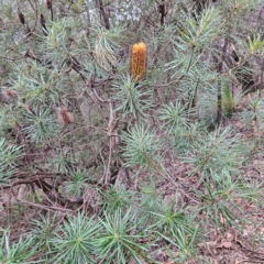 Banksia spinulosa var. cunninghamii at Blue Mountains National Park - 17 Apr 2024 07:26 AM