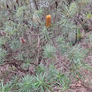 Banksia spinulosa var. cunninghamii at Blue Mountains National Park - 17 Apr 2024