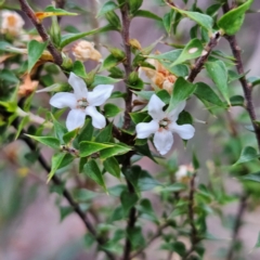 Unidentified Other Shrub at Blue Mountains National Park, NSW - 16 Apr 2024 by MatthewFrawley