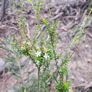 Epacris pulchella at Blue Mountains National Park - 17 Apr 2024 07:24 AM