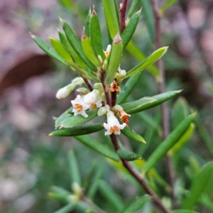 Monotoca scoparia at Blue Mountains National Park - 17 Apr 2024